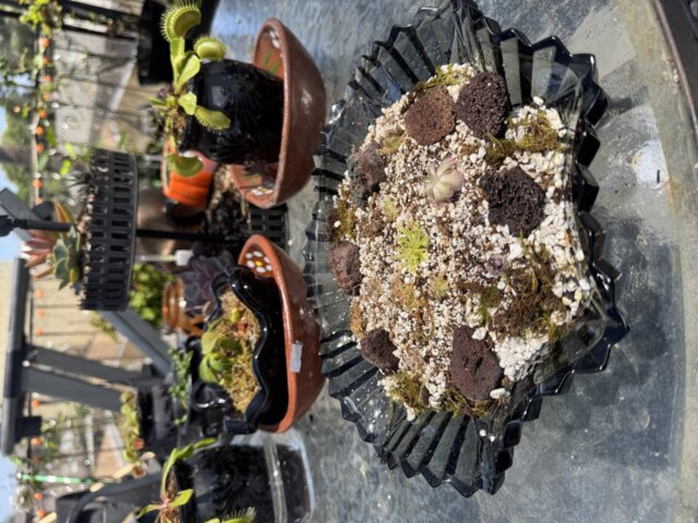 Pinguicula cyclosecta {Dulces Nombres, Nuevo León} | Butterworts