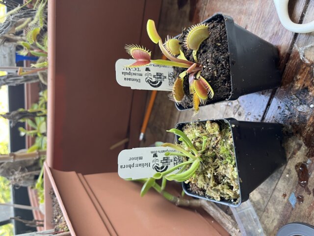 Venus flytrap (Dionaea muscipula) 'DC-XL'