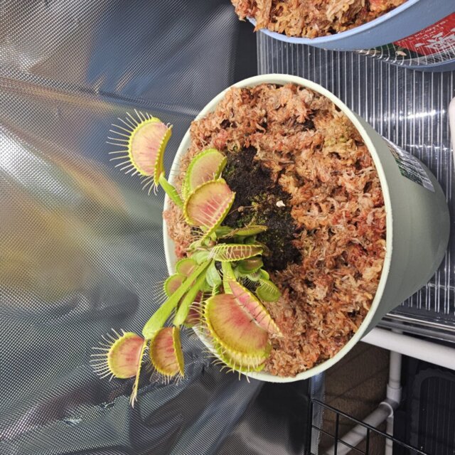 Venus flytrap (Dionaea muscipula) 'B52' x 'DC-XL'