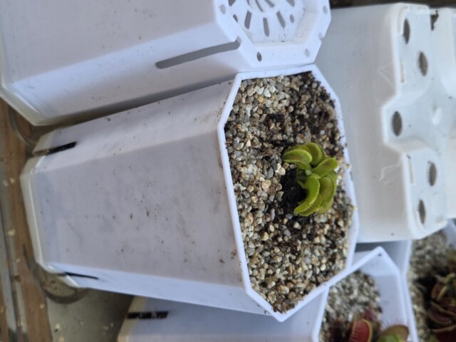 Venus flytrap (Dionaea muscipula) 