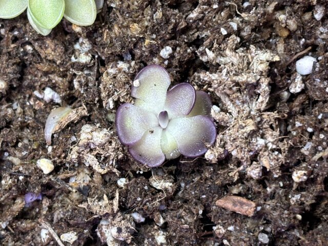 Pinguicula laueana 