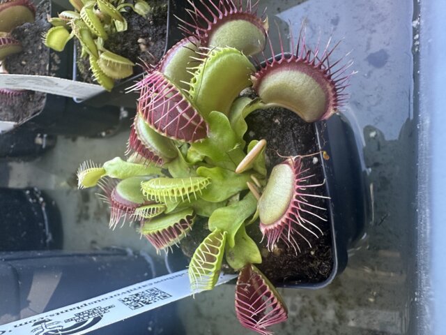 Venus flytrap (Dionaea muscipula) 'GJ Phalanx' | Venus flytrap