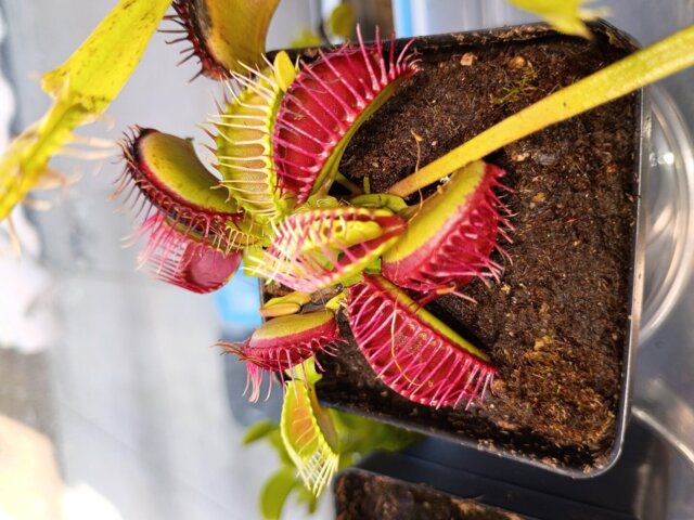 Venus flytrap (Dionaea muscipula) 'GJ Phalanx' | Venus flytrap