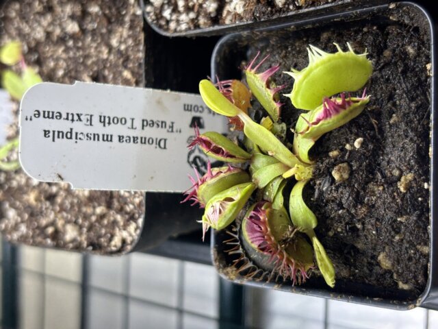 Venus flytrap (Dionaea muscipula) 