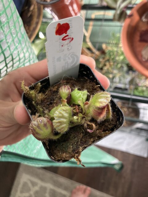 Cephalotus follicularis S/M/L/XL | Cephalotus | Rainbow