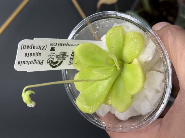 Pinguicula agnata {Zimapan, Hidalgo, Méx} | Butterworts | Rainbow