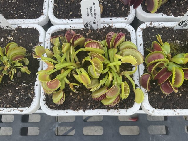 Venus flytrap (Dionaea muscipula) 'Schuppenstiel II' | Venus