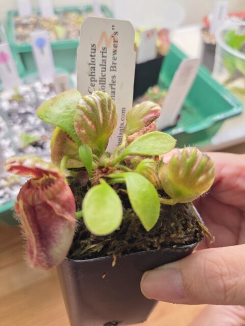 Cephalotus follicularis Brewer´s Beauty Cephalotus follicularis 