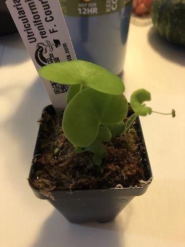 Utricularia reniformis f. courte   -Live carnivorous plant-