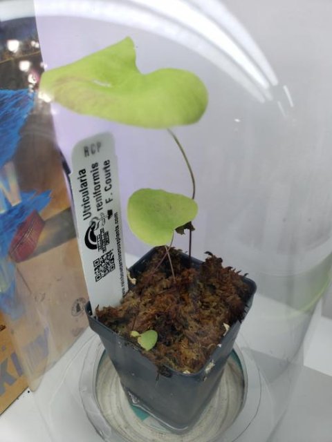 Utricularia reniformis f. courte   -Live carnivorous plant-