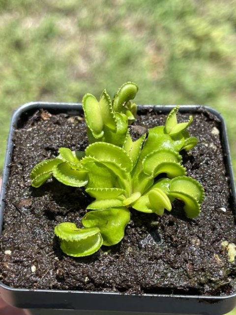 Venus flytrap (Dionaea muscipula) "GJ Giant Cudo"