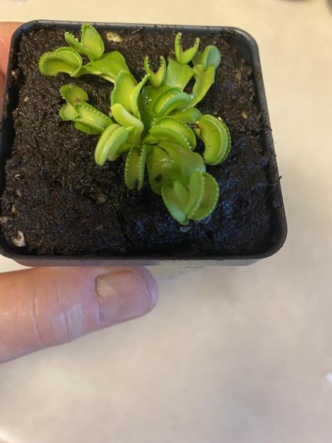 Venus flytrap (Dionaea muscipula) "GJ Giant Cudo"