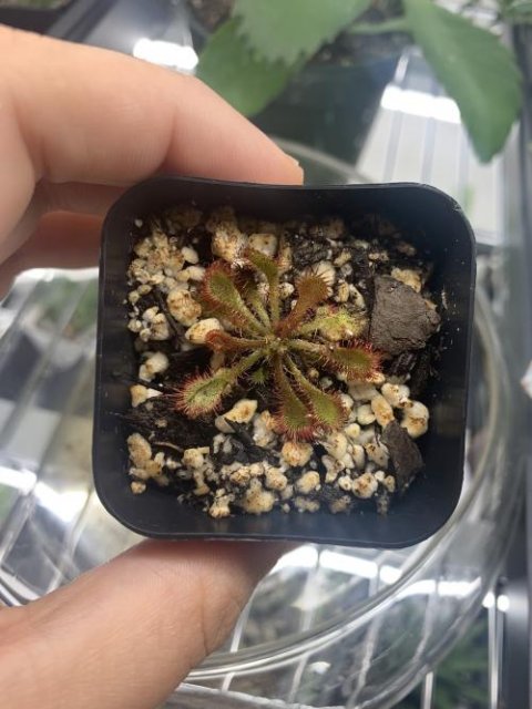 Drosera tokaiensis -Live carnivorous plant-