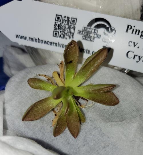 Pinguicula cv. 'BCP Crystal'