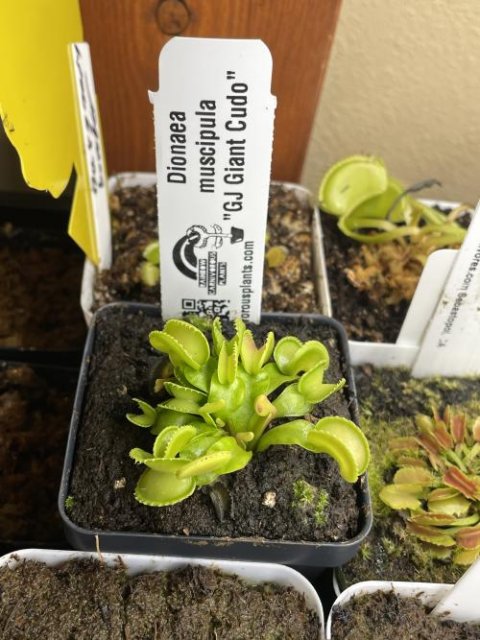 Venus flytrap (Dionaea muscipula) "GJ Giant Cudo"