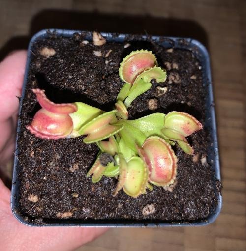 Venus flytrap (Dionaea muscipula) "GJ Giant Cudo"