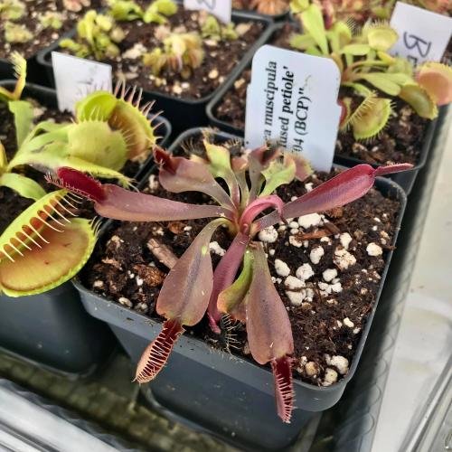 Venus flytrap (Dionaea muscipula) 'Red fused petiole'