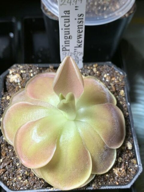 Pinguicula 'Kewensis'