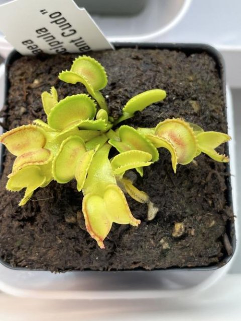 Venus flytrap (Dionaea muscipula) "GJ Giant Cudo"