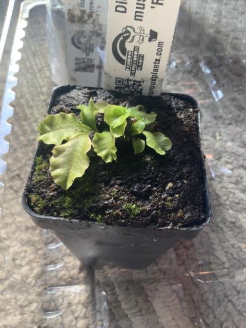 Venus flytrap (Dionaea muscipula) "GJ Rose"