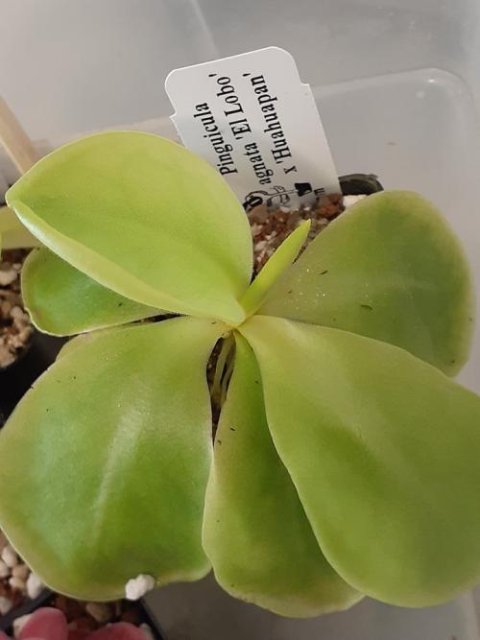 Pinguicula agnata 'El Lobo' x 'Huahuapan'