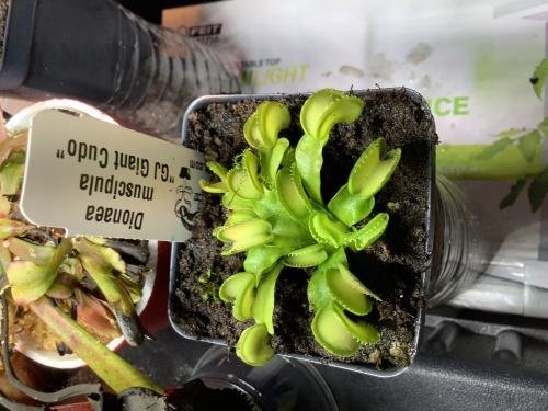Venus flytrap (Dionaea muscipula) "GJ Giant Cudo"