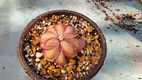 Pinguicula laueana CP2 x emarginata