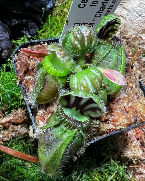 Cephalotus follicularis WCF (1A-16A)