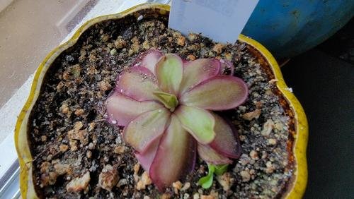 Pinguicula laueana CP2 x emarginata