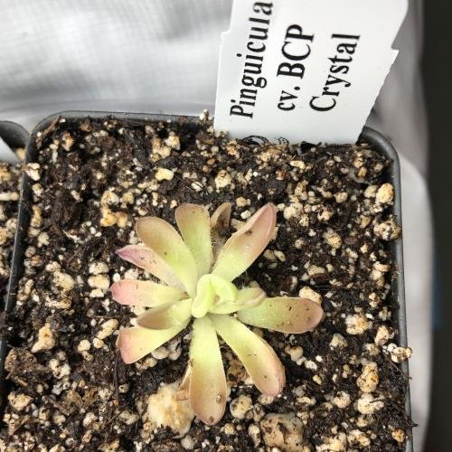 Pinguicula cv. 'BCP Crystal'
