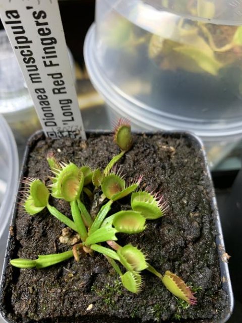 Venus flytrap (Dionaea muscipula) 'Long Red Fingers'