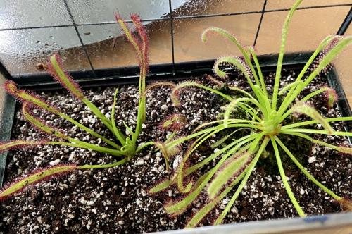 Drosera capensis pink flower [Fungus gnat catcher]