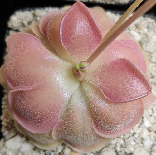 Pinguicula 'Kewensis'