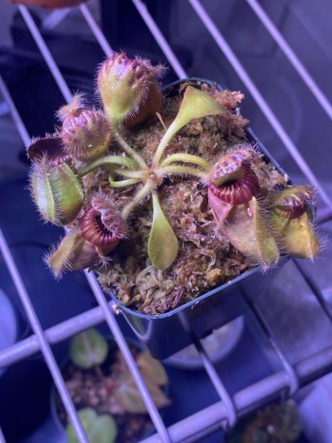 Cephalotus follicularis WCF (1A-16A)