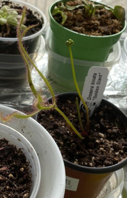 Drosera binata golden "Giant" (Forked Sundew)   -Live carnivorous plant- Fungus gnat catcher