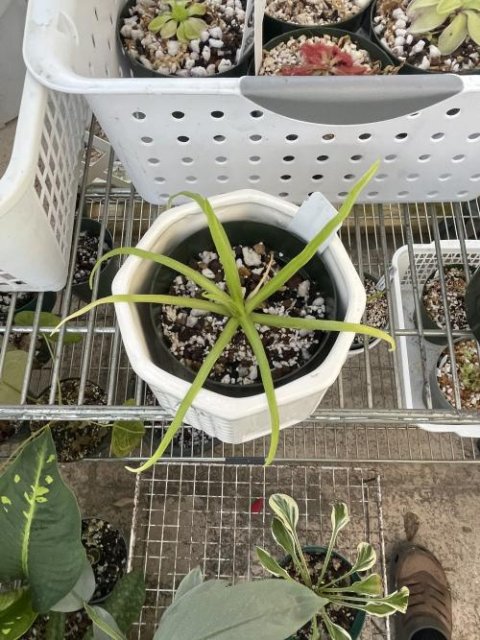 Pinguicula moctezumae