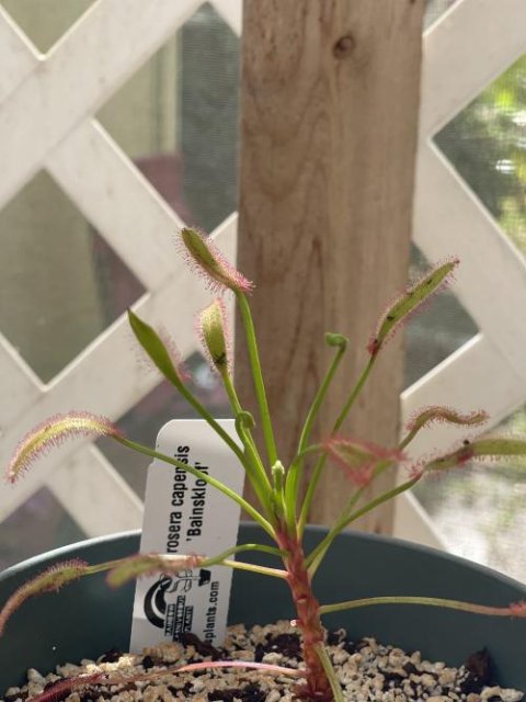 Drosera capensis 'Bainskloof' [Fungus gnat catcher]   -Live carnivorous plant-
