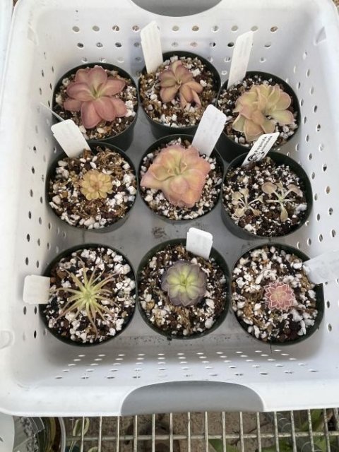 Pinguicula moranensis
