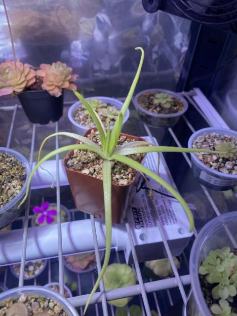 Pinguicula moctezumae