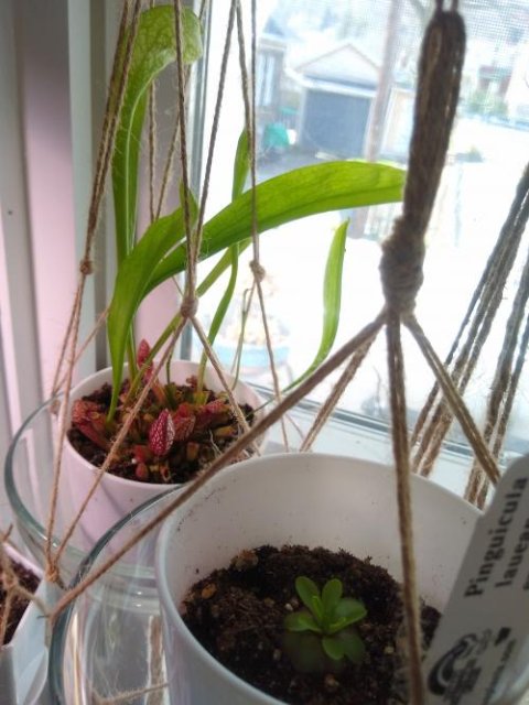 Pinguicula 