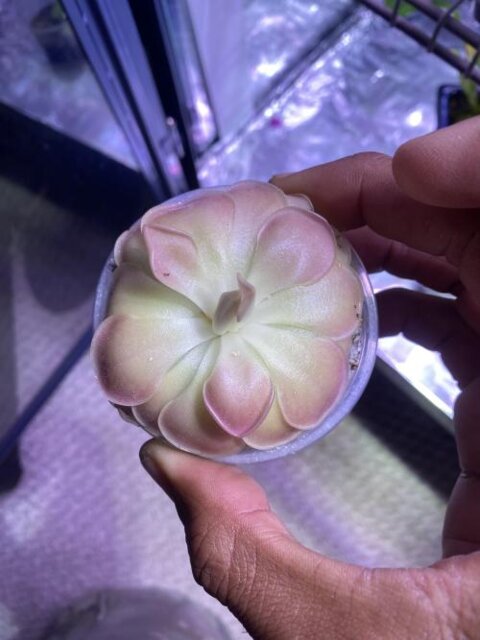 Pinguicula 'Kewensis'