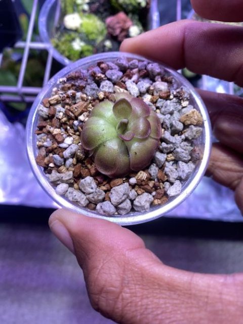 Pinguicula "Guatemala, 3100 m"