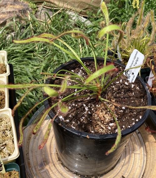 Drosera capensis Vogelgat [Fungus gnat catcher] -Live carnivorous