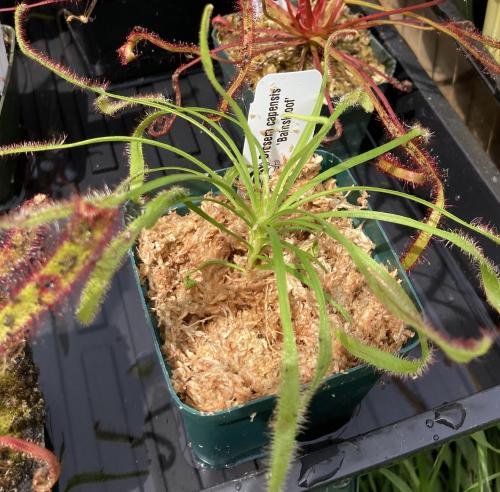 Drosera capensis 'Bainskloof' [Fungus gnat catcher]   -Live carnivorous plant-