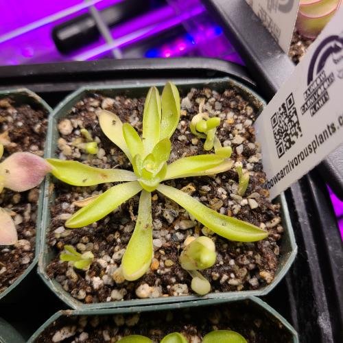 Pinguicula cv. 'BCP Crystal'