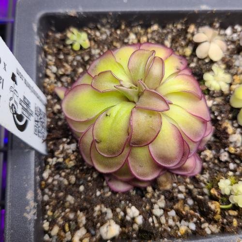 Pinguicula laueana CP2 x emarginata