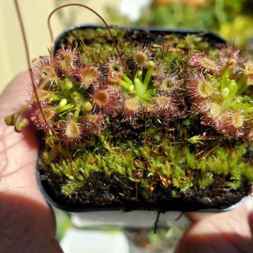 Drosera omissa x pulchella -Live carnivorous plant-