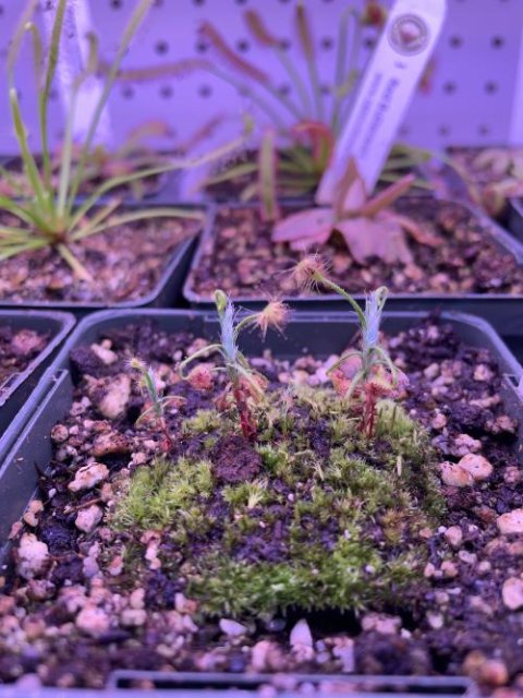 Drosera scorpioides  -Live carnivorous plant- [2 plants per order]
