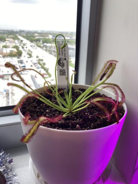 Drosera capensis pink flower [Fungus gnat catcher]