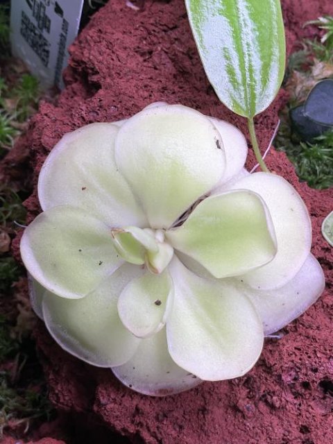 Pinguicula agnata 'El Lobo' x 'Huahuapan'